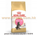 Royal Canin 緬因幼貓配方 10kg